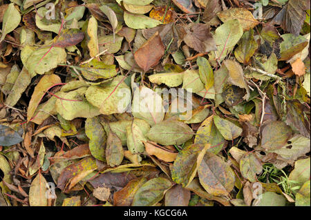 Herbst oder Herbstlaub für Recycling auf einem komposthaufen oder leafmold zum Mulchen, um gesammelt. Stockfoto