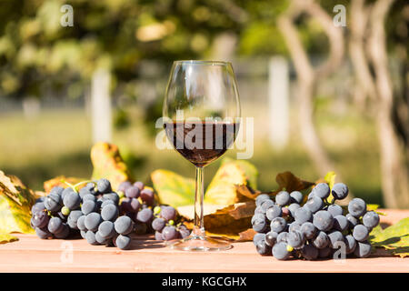 Ein halbes Glas Rotwein und Trauben im Freien an einem sonnigen Tag im Herbst Stockfoto