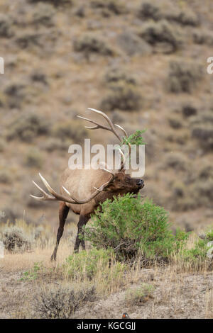 Stier Elch in Herbst Brunft Stockfoto