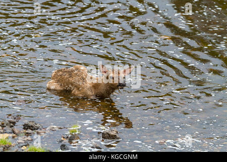 Neugeborenes Kalb elk im Fluss Stockfoto