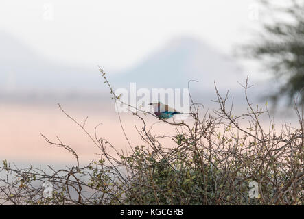 Der Nationalvogel von Kenia die Lilac Breasted Roller (Coracias caudatus) Stockfoto