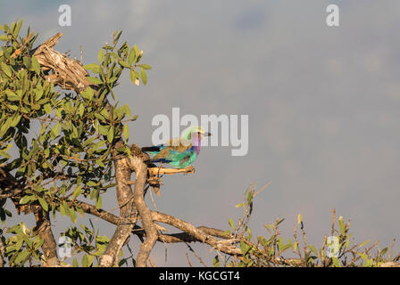 Der Nationalvogel von Kenia die Lilac Breasted Roller (Coracias caudatus) Stockfoto