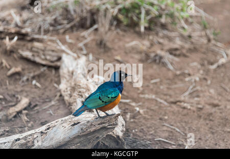 Eine hervorragende Starling (Lamprotomis superbus) Stockfoto