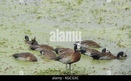 Eine kleine Herde von White-faced Whistling Ducks (Dendrocygna viduata) Stockfoto