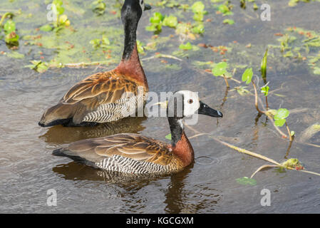 Zwei White-faced Whistling Ducks (Dendrocygna viduata) Schwimmen Stockfoto