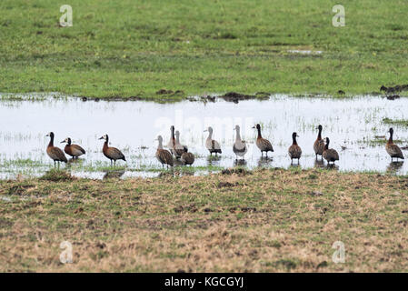 Eine Herde von ständigen White-faced Whistling Ducks (Dendrocygna viduata) Stockfoto