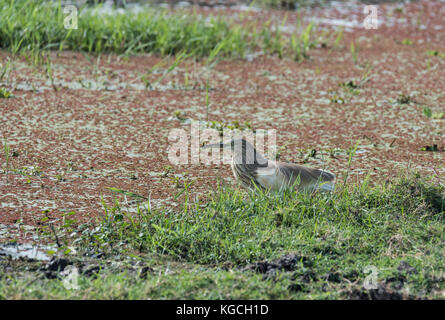 Squacco Heron (Ardeola ralloides) auf dem Sumpf in der Amboseli, Kenia Stockfoto