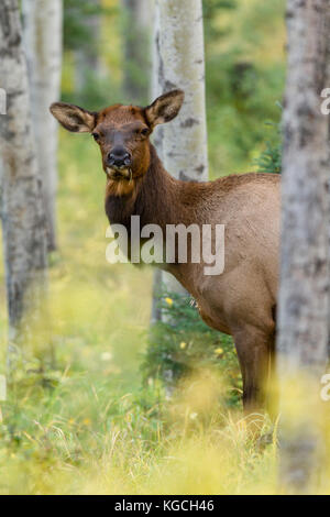 Cow elk in Aspen Grove im Herbst Stockfoto