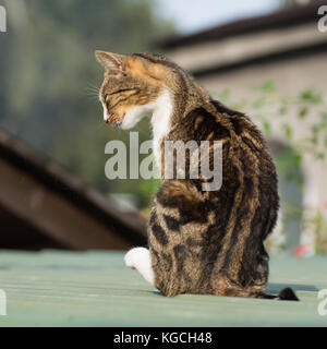 Braun Beige und weiße Katze sitzt auf einem Dach Stockfoto