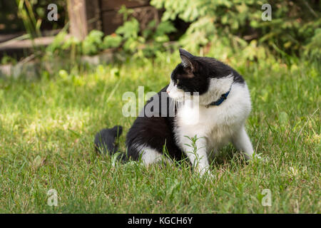 Schöne schwarze und weiße Katze sitzt auf dem Gras und etwas beobachten Stockfoto
