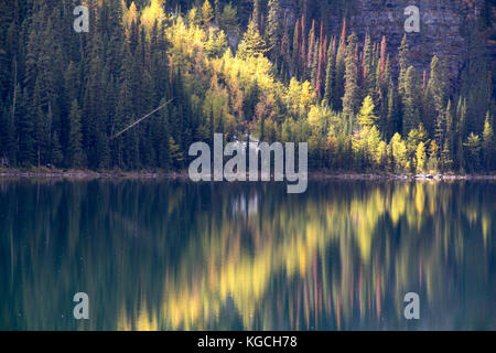 Reflections - boom Lake im Banff National Park, Alberta, Kanada Stockfoto