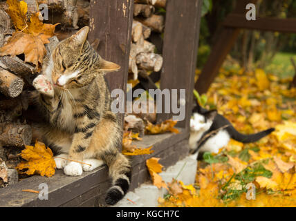 Zwei Katzen in einem Gartenhaus - Eine jagd die andere Stockfoto