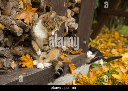 Zwei Katzen in einem Gartenhaus - Eine jagd die andere Stockfoto
