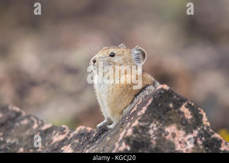 Pika hoch in den Beartooth Mountains in Wyoming Stockfoto