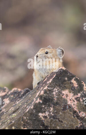 Pika hoch in den Beartooth Mountains in Wyoming Stockfoto