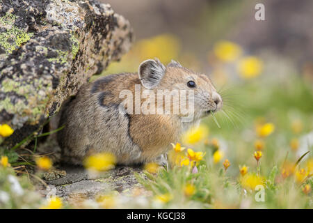 Pika hoch in den Beartooth Mountains in Wyoming Stockfoto