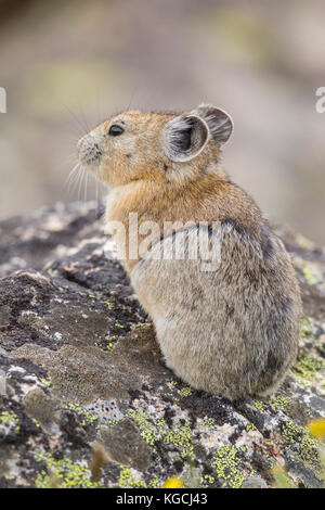 Pika hoch in den Beartooth Mountains in Wyoming Stockfoto