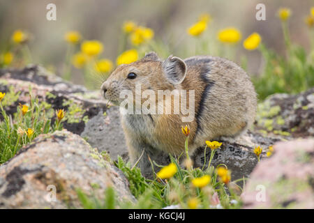 Pika hoch in den beartooth Mountains in Wyoming Stockfoto