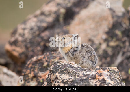 Pika hoch in den Beartooth Mountains in Wyoming Stockfoto