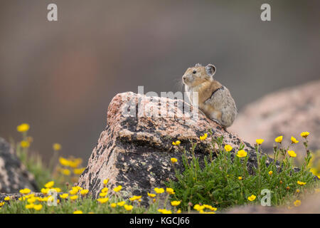 Pika hoch in den Beartooth Mountains in Wyoming Stockfoto