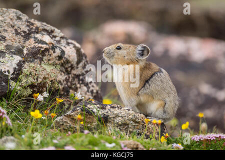 Pika hoch in den Beartooth Mountains in Wyoming Stockfoto