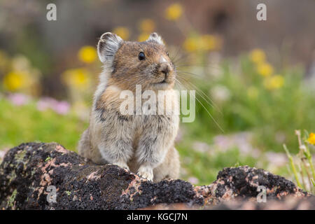 Pika hoch in den Beartooth Mountains in Wyoming Stockfoto