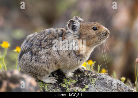 Pika hoch in den Beartooth Mountains in Wyoming Stockfoto