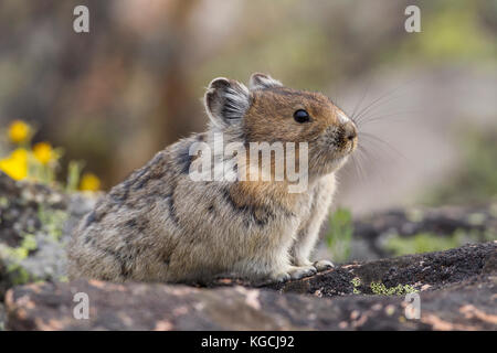 Pika hoch in den beartooth Mountains in Wyoming Stockfoto