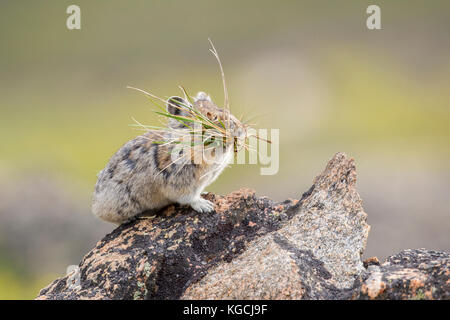 Pika hoch in den Beartooth Mountains in Wyoming Stockfoto