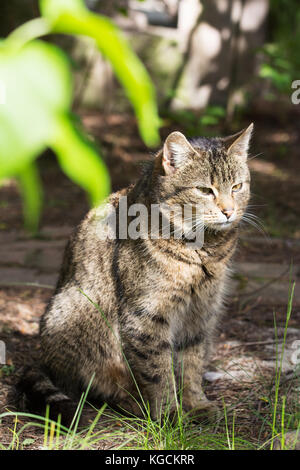 Alte Frau streunende Katze sitzt und das Ausruhen im Schatten Stockfoto