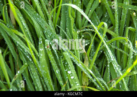 Regentropfen auf Gras. brisk Morgen im Garten. HDR-Fotografie. Stockfoto