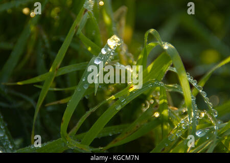 Regentropfen auf Gras. brisk Morgen im Garten. HDR-Fotografie. Stockfoto