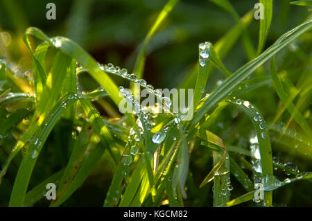 Regentropfen auf Gras. brisk Morgen im Garten. HDR-Fotografie. Stockfoto