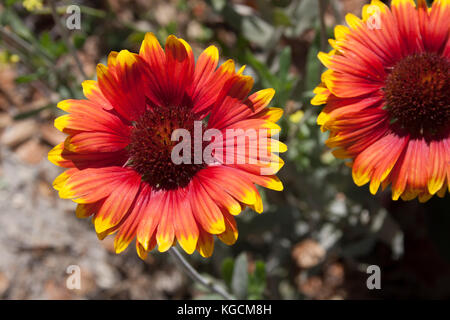 Wildblumen auf der zentralen Küste von Kalifornien wächst Stockfoto