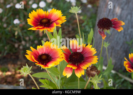 Wildblumen auf der zentralen Küste von Kalifornien wächst Stockfoto