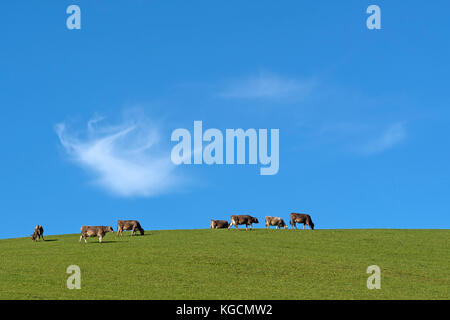 Kühe auf grünen Hügel in der Region Allgäu, Deutschland Stockfoto