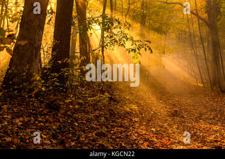 Mystische Herbst Wald Landschaft mit sichtbaren Sonnenstrahlen durch die Bäume Stockfoto