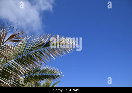 Low Angle View von Palm Tree leaf gegen tropische blauer Himmel Stockfoto