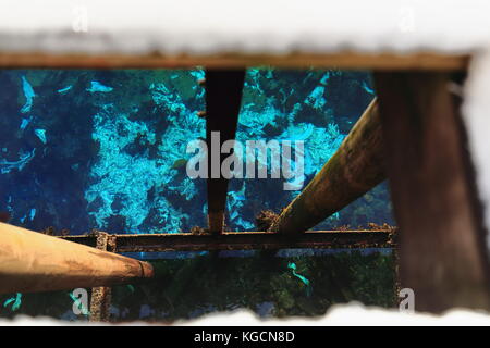 Meeresgrund voller Fische Häute und Knochen und Algen als aus einem Loch in der Planked Plattform über dem Holz gesehen - Anlegestelle für Liegeplätze in nusfjord f Stockfoto