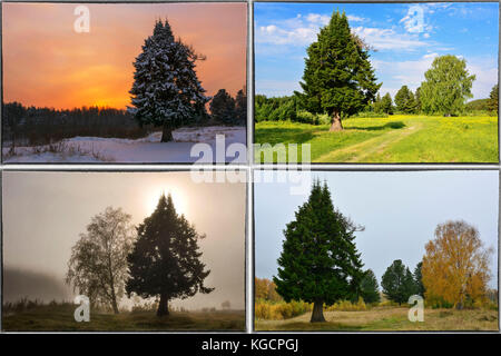 Vier Jahreszeiten Frühling, Sommer, Herbst, Winter Bäume Collage mit Rand Stockfoto