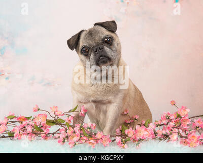 Cute sitzen ältere Mops Hund vor die Kamera auf eine rosa romantische Blume Hintergrund Stockfoto