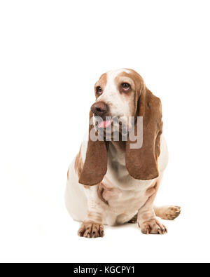 Sitzung Basset Hound, ein lustiges Gesicht seine Zunge heraus isoliert auf weißem Hintergrund Stockfoto