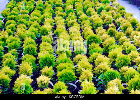 Viele Töpfe mit Thuja occidentalis im Garten Center verkauft. Auch als Northern White Cedar bekannt, Ost, Ost White Cedar Lebensbaum, Lebensbaum, Ost Stockfoto