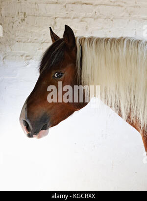 Schönen pinto Gypsy Vanner Hengst Portrait in der Natur Stockfoto