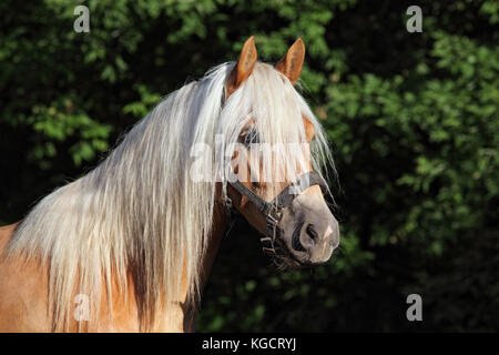 Haflinger, Sauerampfer Pony, Porträt gegen Sommer grüne Büsche Stockfoto