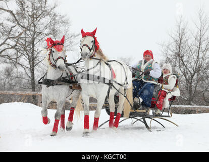 Russische orlow Traber Pferde ziehen Pferdeschlitten im Winter Hindernis Kegel fahren auf jaroslawl Stadt Stockfoto