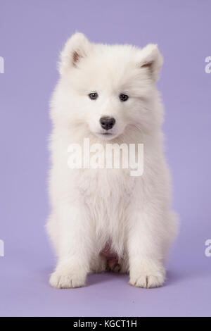Flauschige weiße Samojeden Welpen sitzen in die Kamera schaut auf einem violetten Hintergrund Stockfoto