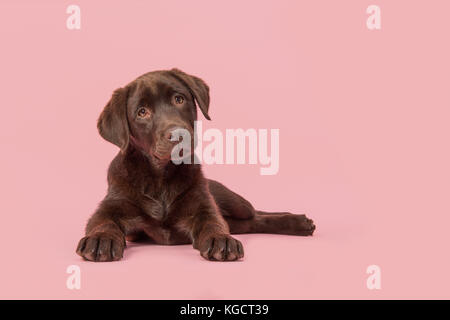 Vier Monate alten, braunen Labrador Retriever Welpe liegend von vorne gesehen in die Kamera schaut auf einem rosa Hintergrund Stockfoto