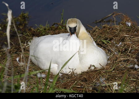 Schwan auf Nest auf dem gaywood River, King's Lynn. Stockfoto