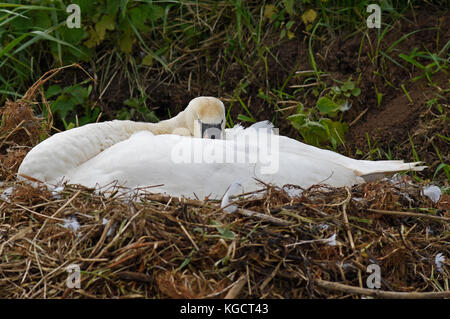 Schwan auf Nest auf dem gaywood River, King's Lynn. Stockfoto